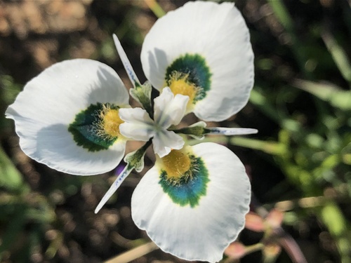 Moraea (Cape Tulips) (alternate view 8)