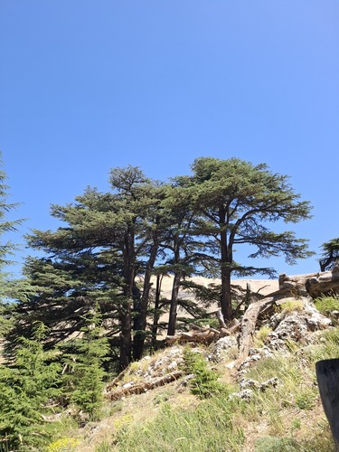 Cedrus libani (cedar of Lebanon)