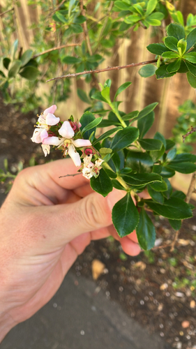 Escallonia × rigida (Escallonia Hybrid) (alternate view 3)
