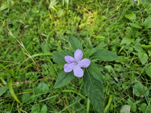 Ruellia caroliniensis (Carolina ruellia) (alternate view 4)