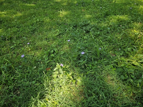 Ruellia caroliniensis (Carolina ruellia) (alternate view 5)