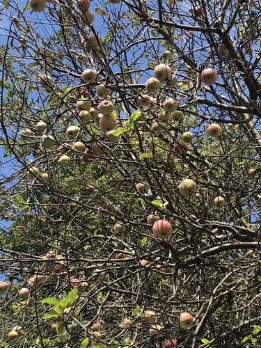 Malus domestica (apple) (alternate view 3)