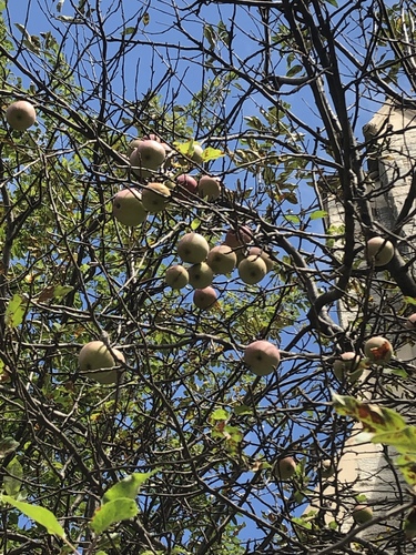 Malus domestica (apple) (alternate view 4)