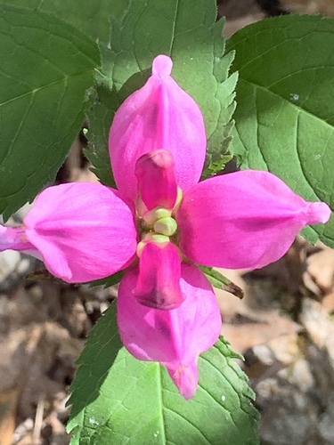 Chelone lyonii (pink turtlehead) (alternate view 2)