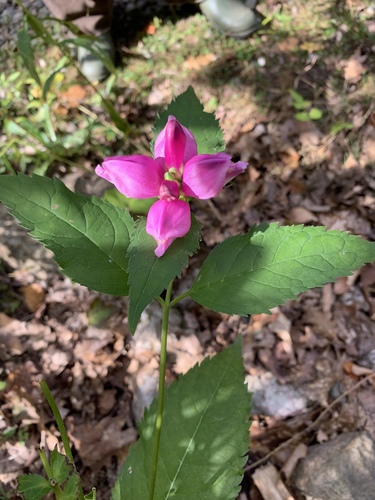 Chelone lyonii (pink turtlehead) (alternate view 5)