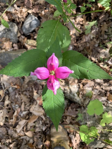 Chelone lyonii (pink turtlehead)