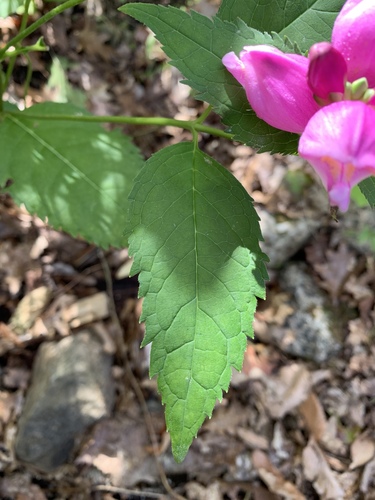 Chelone lyonii (pink turtlehead) (alternate view 3)