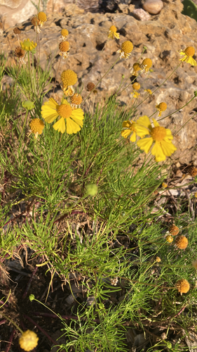 Helenium amarum (Bitterweed) (alternate view 7)
