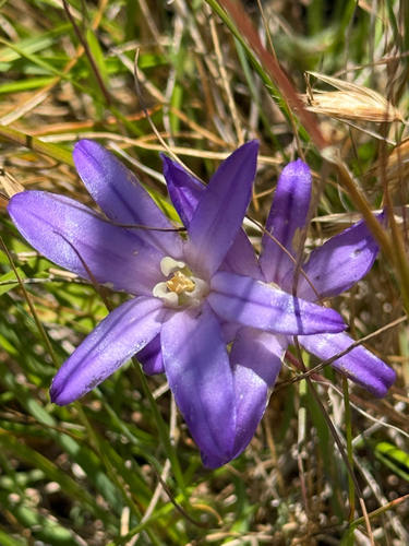Brodiaea coronaria (Crown Brodiaea) (alternate view 5)