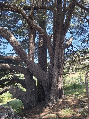 Cedrus libani (cedar of Lebanon) (alternate view 2)