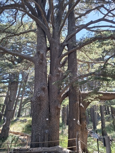 Cedrus libani (cedar of Lebanon) (alternate view 3)