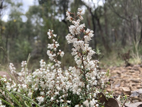 Cryptandra amara (Bitter Cryptandra) (alternate view 4)