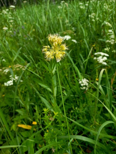 Allium obliquum (alternate view 4)