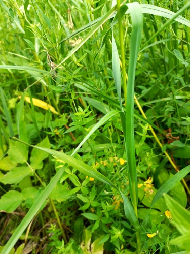 Allium obliquum (alternate view 5)