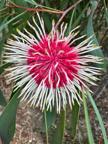 Hakea laurina (Pincushion hakea)