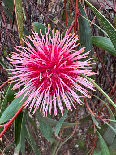 Hakea laurina (Pincushion hakea) (alternate view 2)