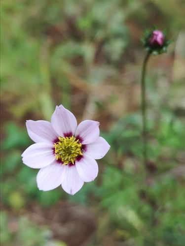 Dahlia merckii (Bedding Dahlia)