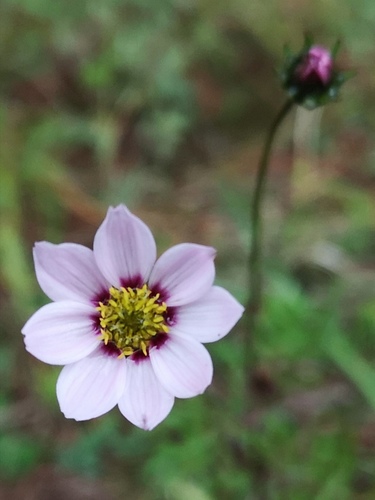 Dahlia merckii (Bedding Dahlia) (alternate view 2)