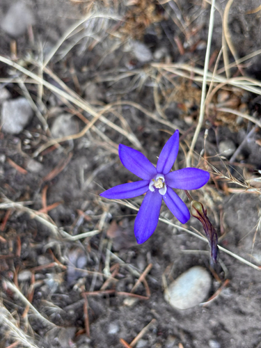 Brodiaea coronaria (Crown Brodiaea) (alternate view 4)