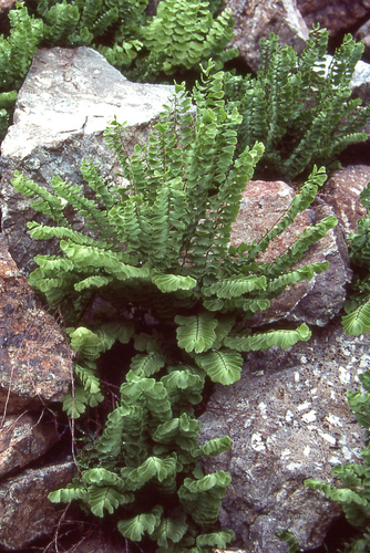 Adiantum aleuticum (western maidenhair fern) (alternate view 3)
