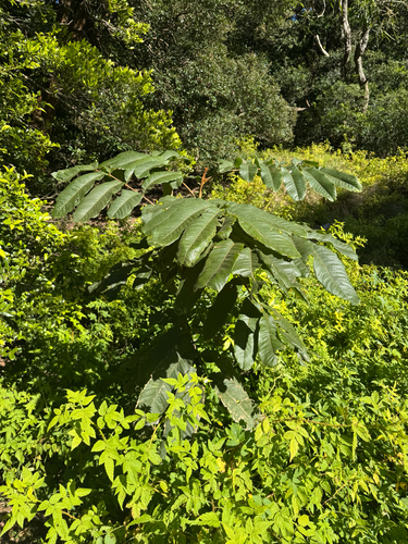 Diploglottis australis (Native Tamarind) (alternate view 6)