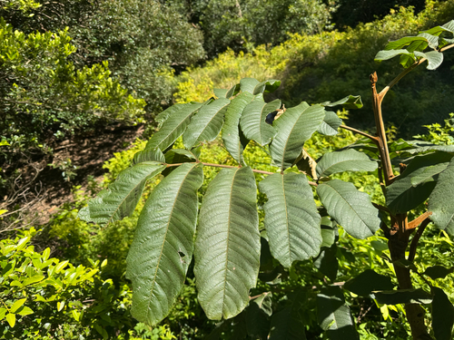 Diploglottis australis (Native Tamarind) (alternate view 7)