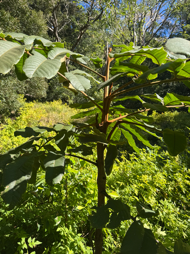 Diploglottis australis (Native Tamarind) (alternate view 8)