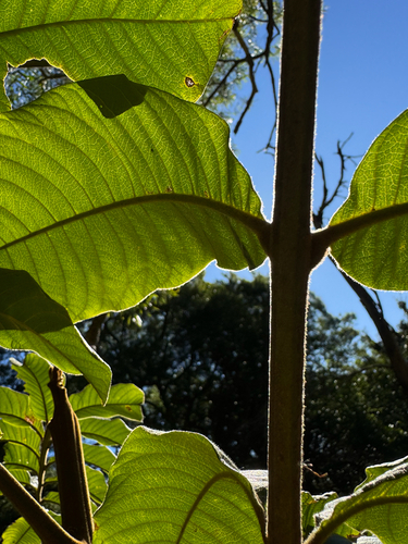 Diploglottis australis (Native Tamarind) (alternate view 10)