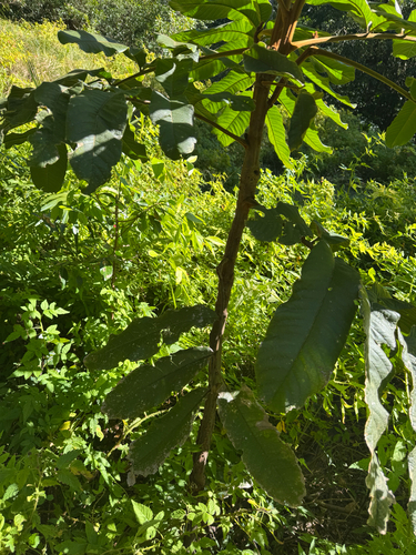 Diploglottis australis (Native Tamarind) (alternate view 9)