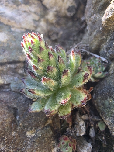 Sempervivum species & cvs (Houseleek) (alternate view 8)