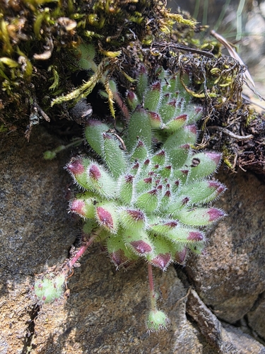 Sempervivum species & cvs (Houseleek) (alternate view 9)