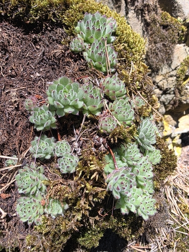 Sempervivum species & cvs (Houseleek) (alternate view 10)