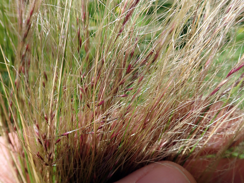 Nassella tenuissima (Mexican feather/hair grass) (alternate view 5)
