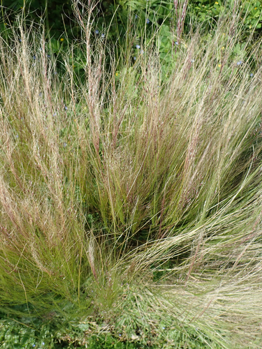 Nassella tenuissima (Mexican feather/hair grass) (alternate view 4)