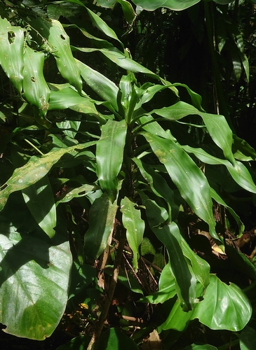 Dracaena fragrans (Corn Plant) (alternate view 9)