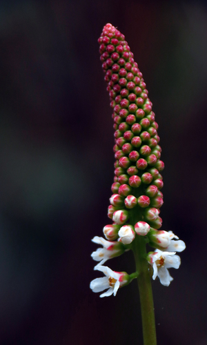 Galax urceolata (galax) (alternate view 10)