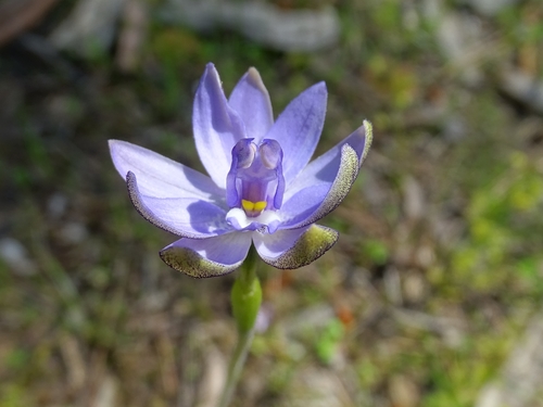 Glossodia major (Waxlip Orchid)