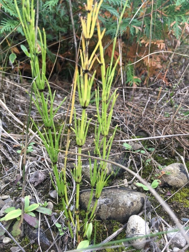 Equisetum palustre (marsh horsetail)