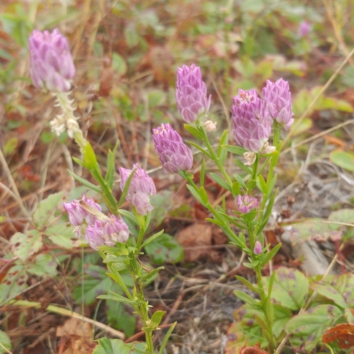 Senega sanguinea (field milkwort)