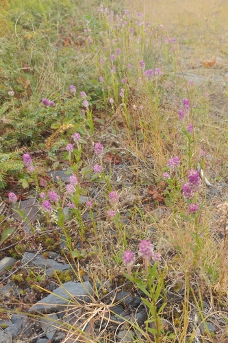 Senega sanguinea (field milkwort) (alternate view 3)