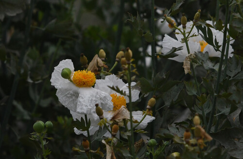 Romneya coulteri (Matilija poppy) (alternate view 3)