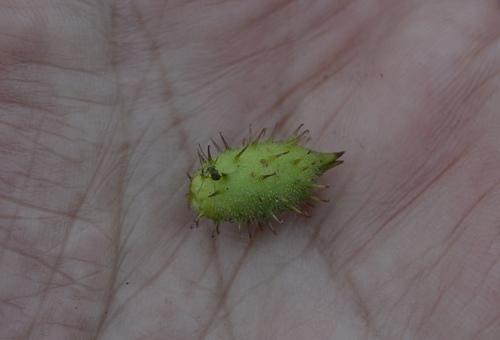 Xanthium strumarium (rough cocklebur)
