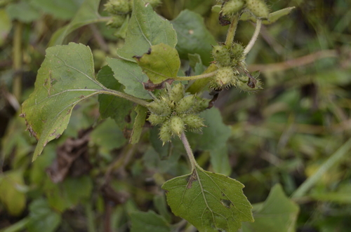 Xanthium strumarium (rough cocklebur)