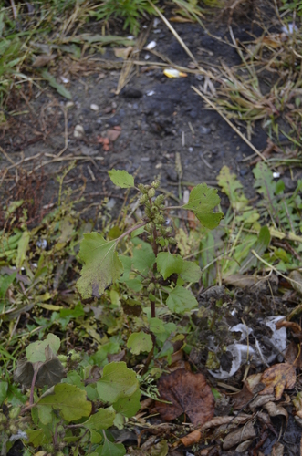 Xanthium strumarium (rough cocklebur)