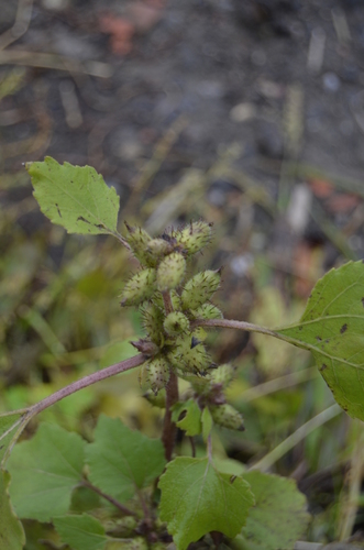 Xanthium strumarium (rough cocklebur)