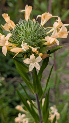 Collomia grandiflora (grand collomia) (alternate view 4)