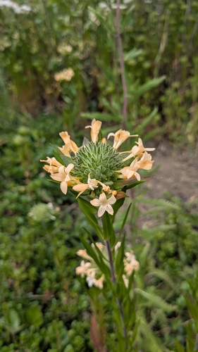 Collomia grandiflora (grand collomia) (alternate view 5)
