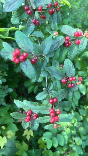 Lonicera morrowii (Morrow's honeysuckle)
