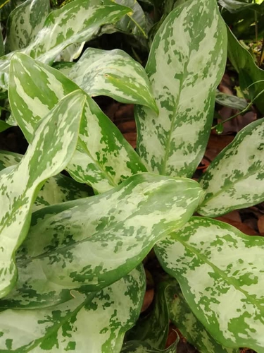 Aglaonema commutatum (Chinese Evergreen) (alternate view 6)