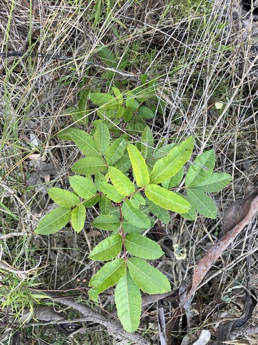 Schinus terebinthifolia (Brazilian pepper)